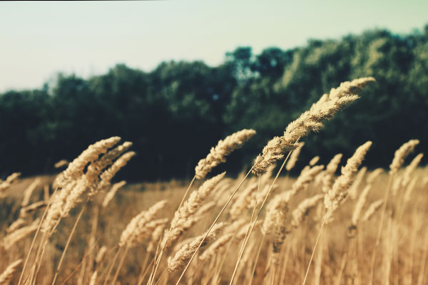 账号充值商城的cc网页端